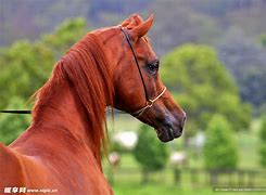 AYX体育直播-赛博第一反派舍山取草
