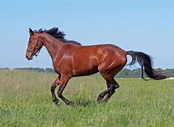 AYX体育直播-赛博第一反派舍山取草